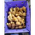 New Crop Wholesale Whole Fresh Ginger Washed